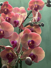 Load image into Gallery viewer, Coral Pink Orchid Centerpiece (8 Stem)
