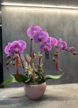 Load image into Gallery viewer, Pink Orchid Trio (3 Stem)
