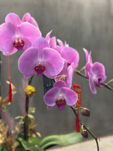 Load image into Gallery viewer, Pink Orchid Trio (3 Stem)
