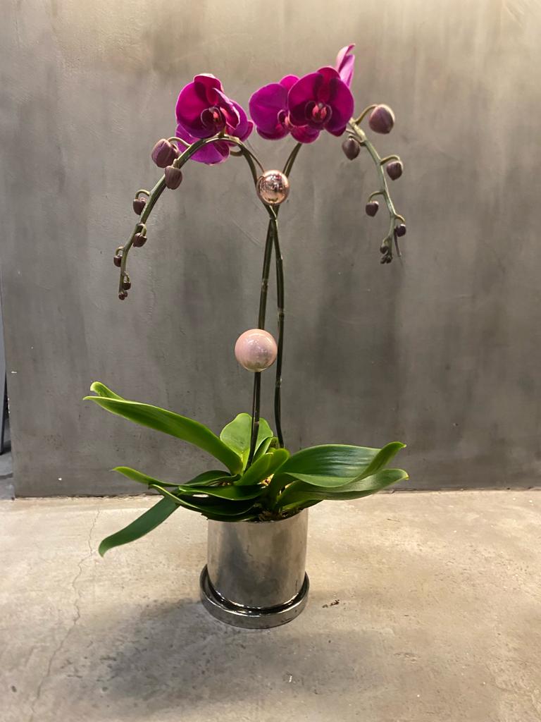 Decorated Pink Orchid Duo
