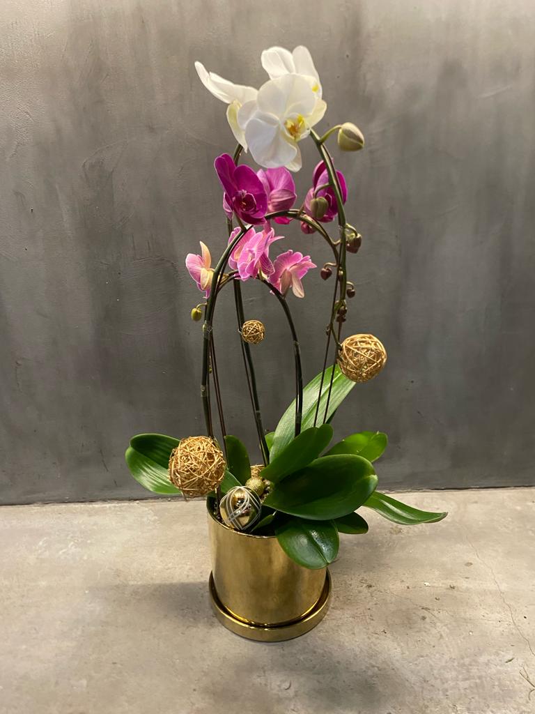 Colorful Orchid Trio (PRE-ORDER REQUIRED)